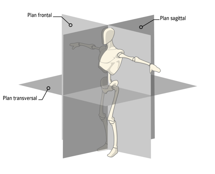Les plans anatomiques de référence