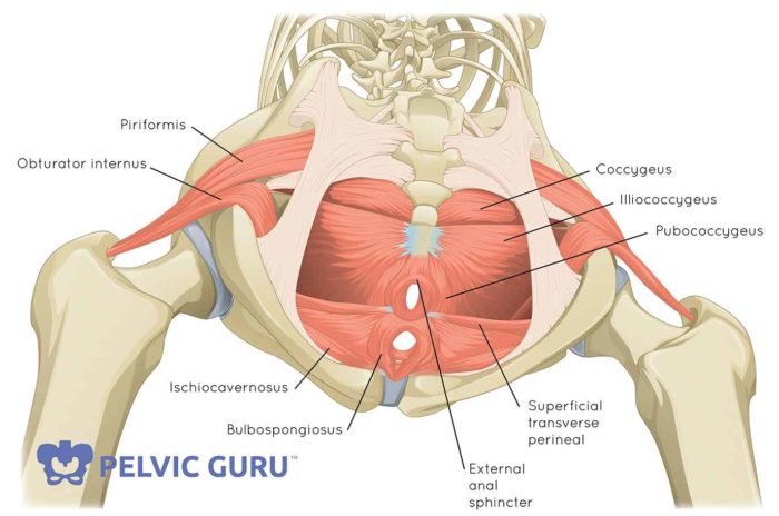 Le plancher pelvien the pelvic floor